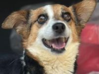 Foxy, geb. ca. 06/2024, lebt in GRIECHENLAND, auf einer privaten Pflegestelle