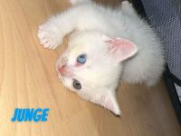 Baby Katzen