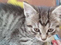 Kitten, Katzenkinder, Hauskatze