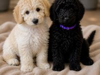 Bezaubernde Cockapoo welpen