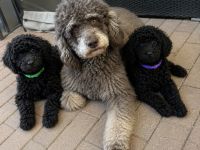 Bezaubernde Cockapoo welpen