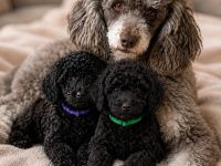 Bezaubernde Cockapoo welpen