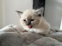 BKH/Ragdoll Mix Kitten