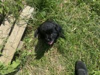 Schöne Mischlinge Labrador-Münsterländer Golden Retriever