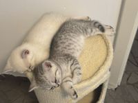 2 BKH kitten