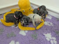 Traumhafte Französische Bulldoggen Welpen