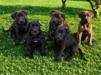 Boerboel - American Bully xl