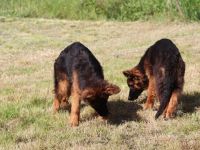 Deutsche Schäferhund-Welpen aus verantwortungsvoller VDH-/FCI-Zucht