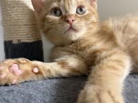 AB SOFORT! BKH Babys❤️ geimpft, entwurmt, großes Starter Paket