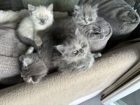 Kitten BKH/BLH