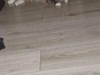 Hübscher Maine Coon Kater 2 jahre alt sucht liebevolles Zuhause