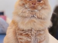 Britisch Langhaar Katze Rot mit Stammbaum