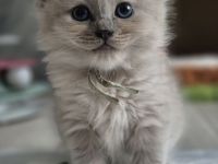 Zauberhafte Ragdoll-Kitten suchen ihr Traumschloss!