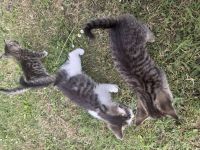Kartäuser Mix Kitten