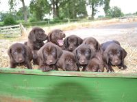 Deutsch-Drahthaar × Labrador Welpen – liebevolle Familienhunde 🐾