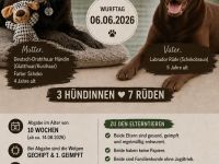 Deutsch-Drahthaar × Labrador Welpen – liebevolle Familienhunde 🐾