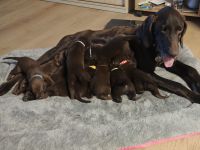 Deutsch-Drahthaar × Labrador Welpen – liebevolle Familienhunde 🐾