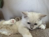 Ragdoll Cherubim Kitten mit Stammbaum