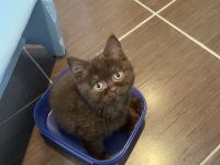 prinzessin sucht Dosenöffner