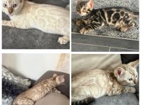 Bengal kitten 13 Wochen ( Bringen Möglich) mit Stammbaum