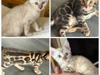 Bengal kitten 12 Wochen ( Bringen Möglich) mit Stammbaum