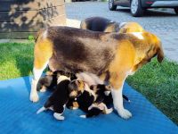 Beagle Welpen Tricolor - Reinrassig (noch 4 Welpen)