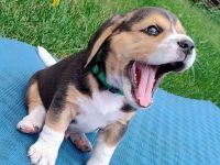 Beagle Welpen Tricolor - reinrassig, nur noch 2 Rüden