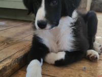 Liebevoll aufgezogene, reinrassige Border Collie Welpen suchen ein neues Zuhause