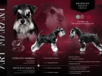 Zwergschnauzer Welpen schwarz-silber PSK/VDH