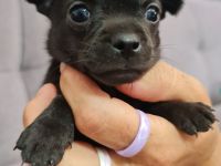 Chihuahua Welpen