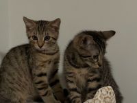 Katzen 2 EKH Kitten (Kater & Katze) gemeinsam abzugeben