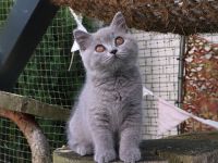 Reinrassige Britischkurzhaar Kitten mit Stammbaum von Züchter