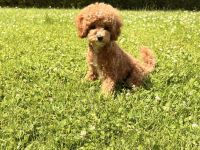 🐩 Wunderschöne Toypudel-Hündin „Alani“ mit Stammbaum sucht ihr Traumzuhause 🏡