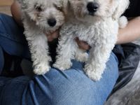 Biete Bishon Frise Welpen (Mädels)