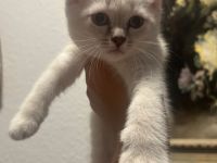 BKH Britisch Kurzhaar Siam Mix Kitten Katzen