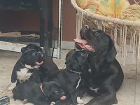 Carne Corso Presa Canario