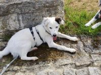 Freundlicher Wolfi sucht Familie