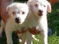 Verkaufe Geschwister Hunde Welpen