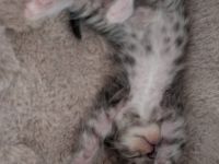 Maine Coon Mix