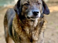Asterix, ein stattlicher Rüde, 7 Jahre alt, sucht ein Zuhause für den Rest seines Lebens