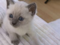 Siam Karthäuser Mix Kitten