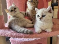 Reinrassige BKH Kitten mit exzellentem FiFe-Stammbaum, mehrfach ausgezeichnet, geimpft, gechippt