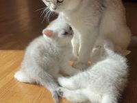 Reinrassige BKH Kitten mit exzellentem FiFe-Stammbaum, mehrfach ausgezeichnet, geimpft, gechippt