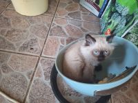 Bhk kitten