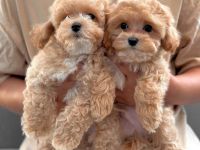🐶 F1 Maltipoo-Welpen zur Adoption verfügbar – 🐶