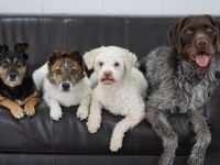 Hundetagesbetreuung, HUTA, Hundetagesstätte They Care Dogs in Linden bei Gießen