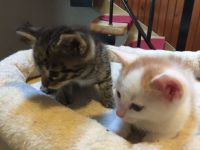 Süße Kittchen