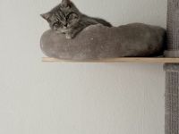 BKH Kitten
