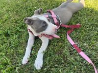 Staffordshire Terrier