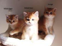 BKH Kitten Baby Katze Kater Mädchen Junge golden shaded, golden blue, point, weiß Britisch Kurzhaar